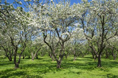 Bahar bahçesinde çiçek açan elma ağaçları.