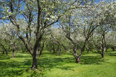 Bahar bahçesinde çiçek açan elma ağaçları.