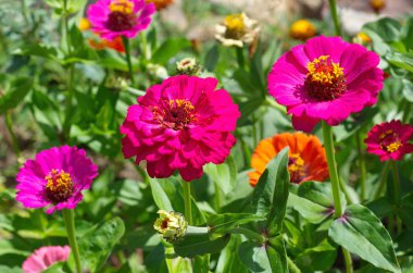 Bahçedeki Zinnia.