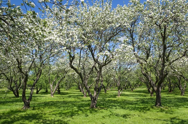 Blühende Apfelbäume im Frühlingsgarten. — Stockfoto
