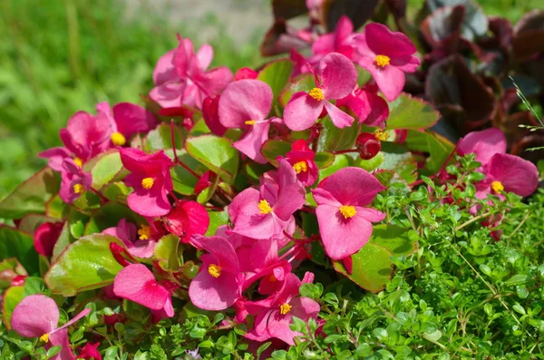 Çiçek Begonya semperflorens. — Stok fotoğraf