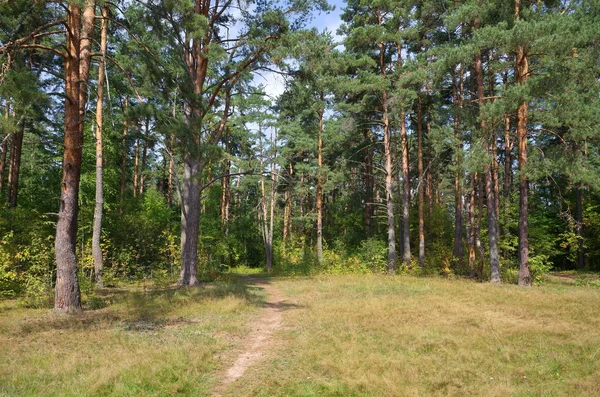 Natuur, dennenbos — Stockfoto