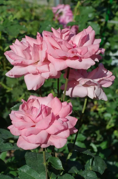 Roze rozen in de tuin. — Stockfoto