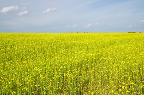 Kolza tohumu alan Bloom. — Stok fotoğraf