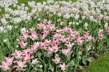 Pembe ve beyaz varietal laleler.