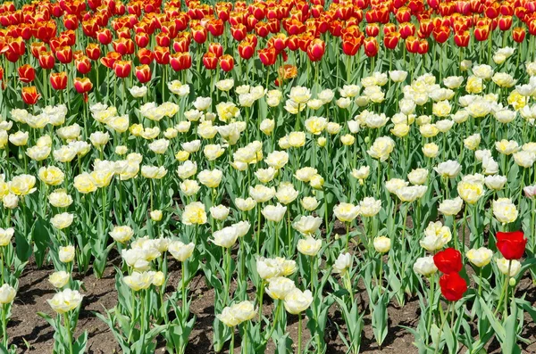 Tulpen in verschiedenen Farben. — Stockfoto