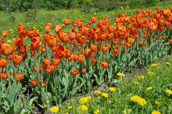 Rote Tulpen auf dem Blumenbeet. — Stockfoto