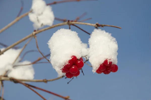 Ягоды вибурнума в снегу — стоковое фото