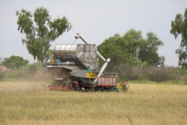 Colheita de arroz no campo — Fotografia de Stock