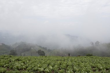 Sis Dağı'nda lahana alanında