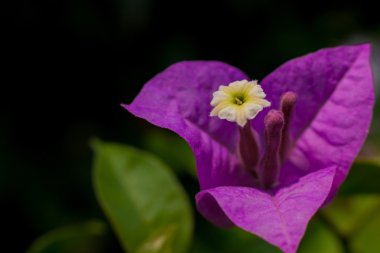 Closeup tek Begonvil