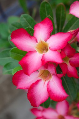 çöl gülü veya Impala lily
