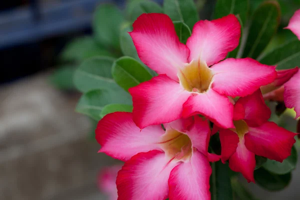 çöl gülü veya Impala lily