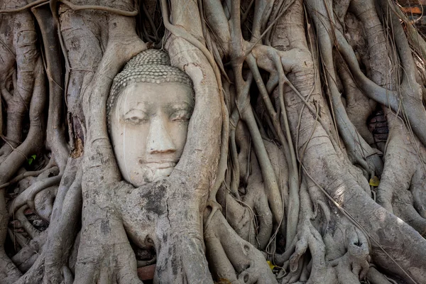 Antik Buda'nın kafasının içinde ağaç.