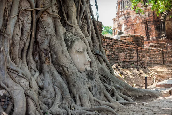 Antik Buda'nın kafasının içinde ağaç.