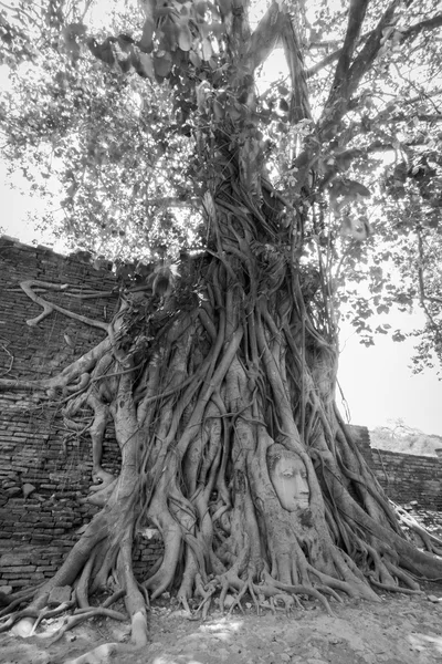 B/W Ancient Buddha Head inside the tree — Stock Photo, Image