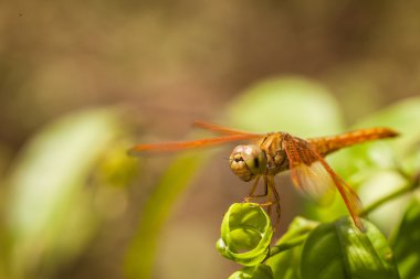 yusufçuk yaprak üzerinde