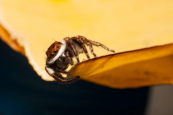 Springende Spinne auf Blatt — Stockfoto