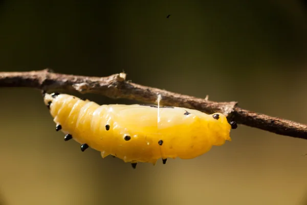 Chrysalis dalı