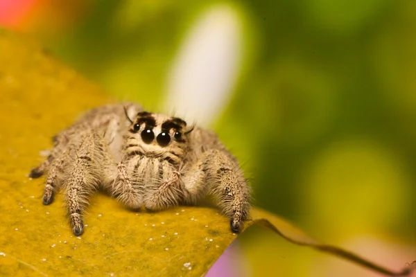 yaprak üzerinde örümcek atl