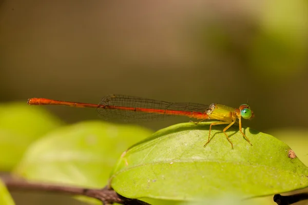 Damselfly On Leaf — Stock Photo, Image