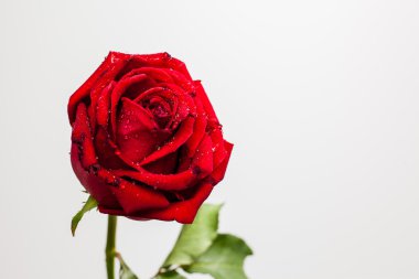 Beyaz arkaplanda kırmızı gül