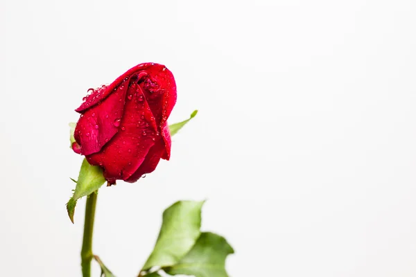 Beyaz arkaplanda kırmızı gül