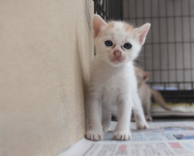 Bakan sevimli beyaz yavru kedi.