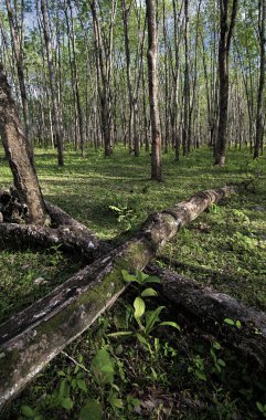 kauçuk lateks kalıpları