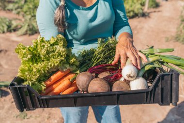 Bahçede taze organik sebze dolu sandık taşıyan kadın çiftçinin yakın çekimi.