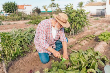Yaşlı adam hasır şapka takıyor bahçede organik sebze yetiştirirken çömeliyor.