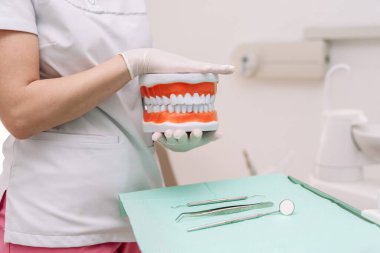 Diş sağlığı kliniğinde, diş hekiminde ve oral sağlıkta diş modelini tutan dişçiye yakın çekim
