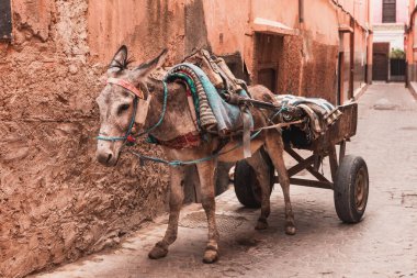 Fas 'ta Marakeş' in dar sokaklarında eşek arabası.