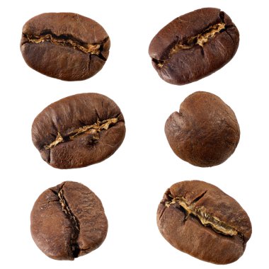 Kahve çekirdeği maragogype izole topluluğu