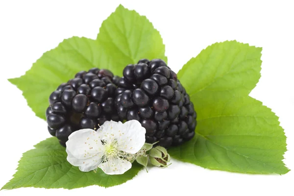 Blackberries with leaf and blossom isolated on white — Stock Photo, Image