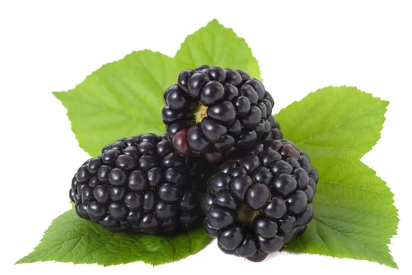 Fresh blackberries with leaves isolated close up — Stock Photo, Image