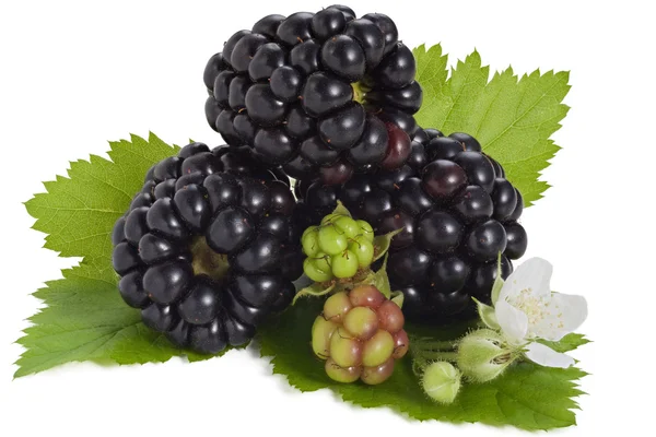 Group of fresh blackberries with leaves and blossom closeup — Stock Photo, Image