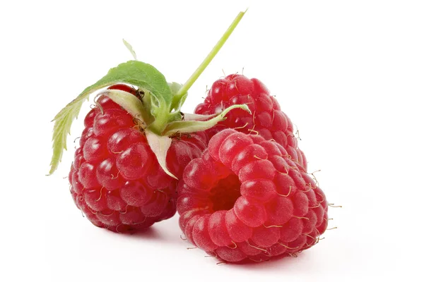 Raspberry with green leaf on a white background — Stock Photo, Image