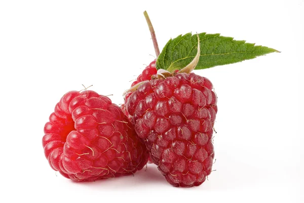 Raspberry with green leaf on a white background — Stock Photo, Image