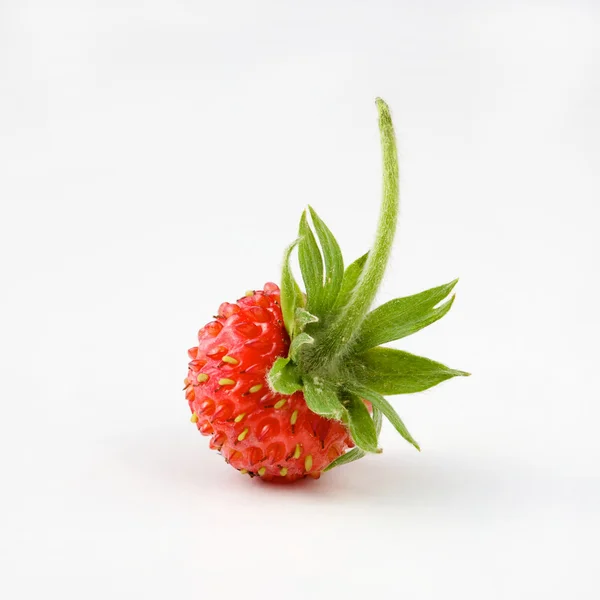 wild strawberry on a white background