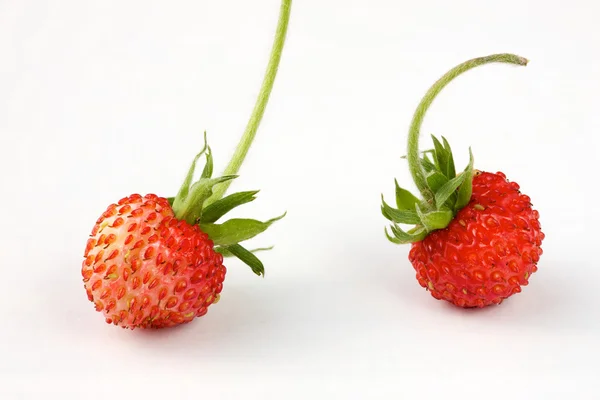 wild strawberry on a white background 