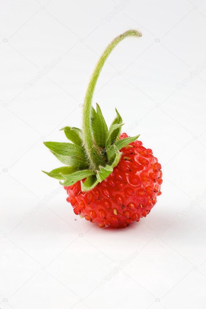 wild strawberry on a white background