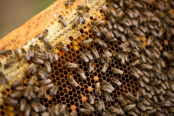 Viele Honigbienen schwärmen auf Waben — Stockfoto