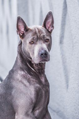 Gri kış Tay ridgeback köpek şehrin yolda