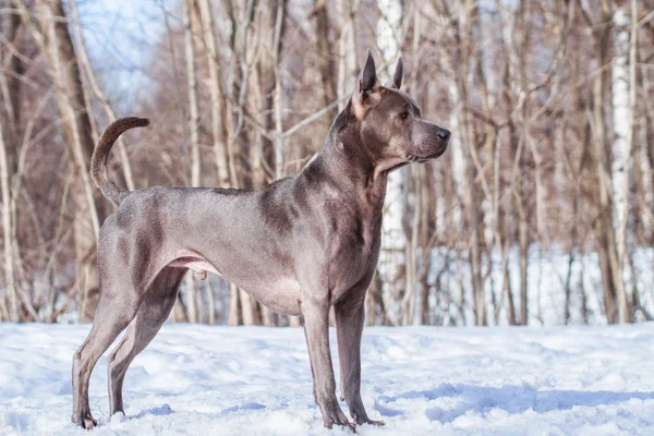 Gri kış Tay ridgeback köpek şehrin yolda — Stok fotoğraf