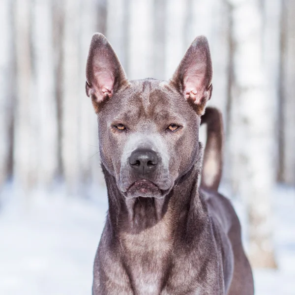 Grå vinter thai ridgeback dog i staden på vägen — Stockfoto