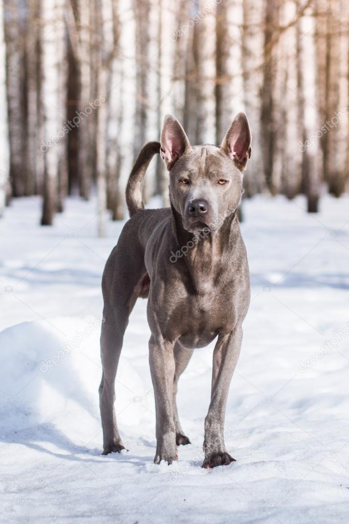 Grey Winter Thai Ridgeback Dog In The City On The Road