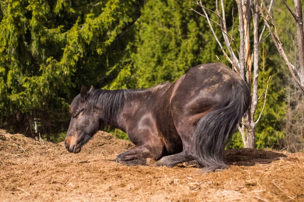 Pferd in wilder Natur — Stockfoto