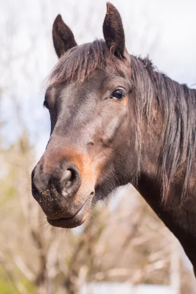 Pferd in wilder Natur — Stockfoto