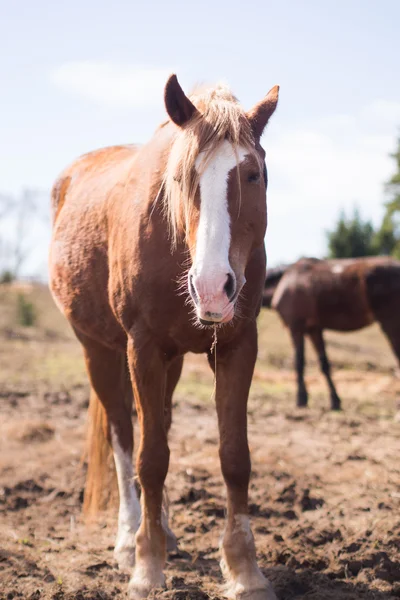 Pferd in wilder Natur — Stockfoto